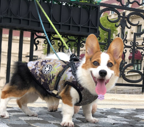 Haustier-Hundekleidung für kleine Hunde, warme Winter-Hundemanteljacke mit Kapuze, Chihuahua-Mops-Outfits, Welpen- und Katzenkleidung