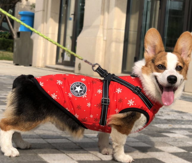 Haustier-Hundekleidung für kleine Hunde, warme Winter-Hundemanteljacke mit Kapuze, Chihuahua-Mops-Outfits, Welpen- und Katzenkleidung